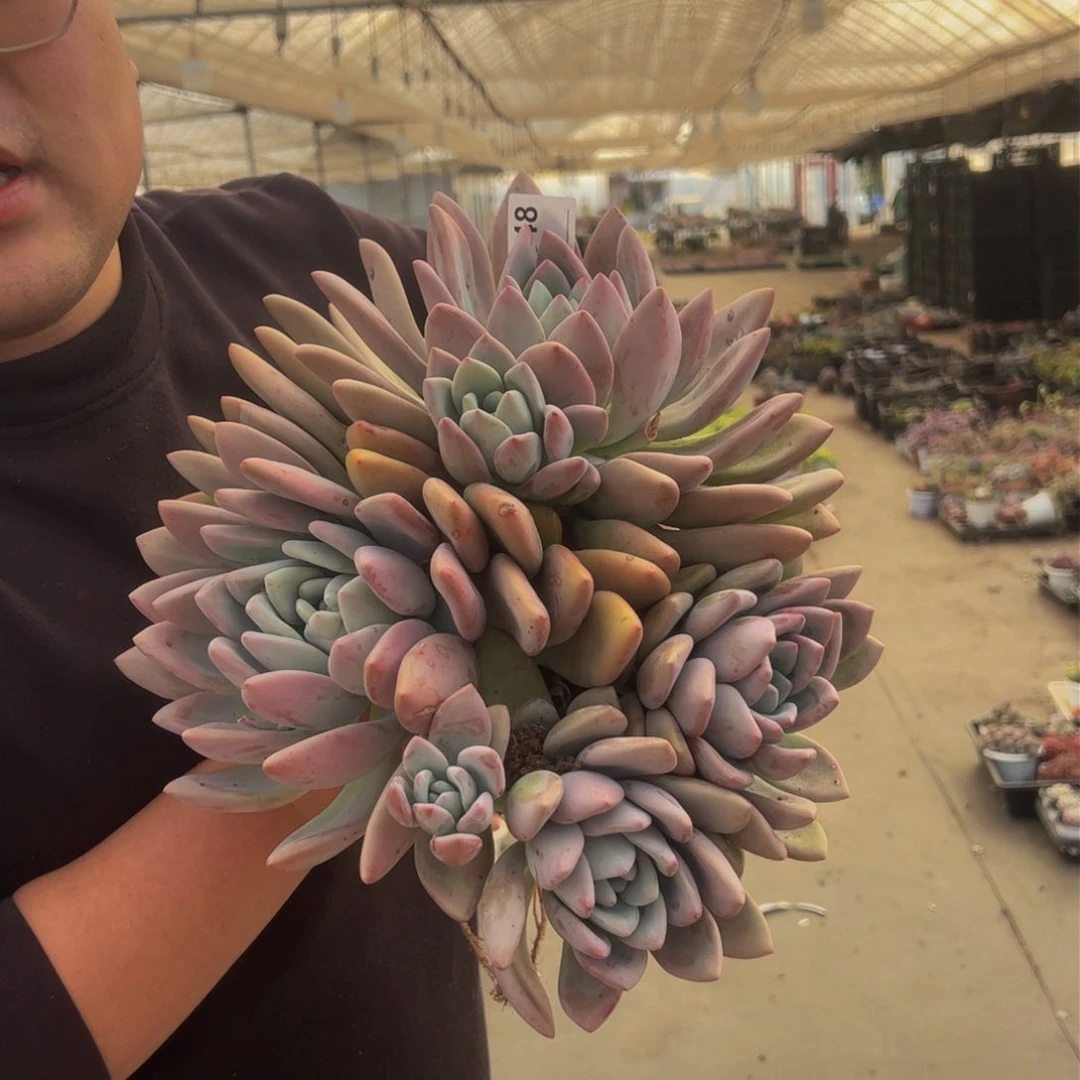 奥普琳娜多肉植物