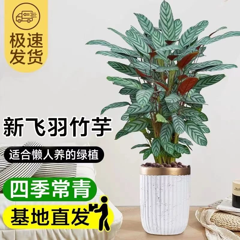 新飞羽竹芋盆栽室内桌面好养植物耐阴家装四季常青北欧风绿植易活