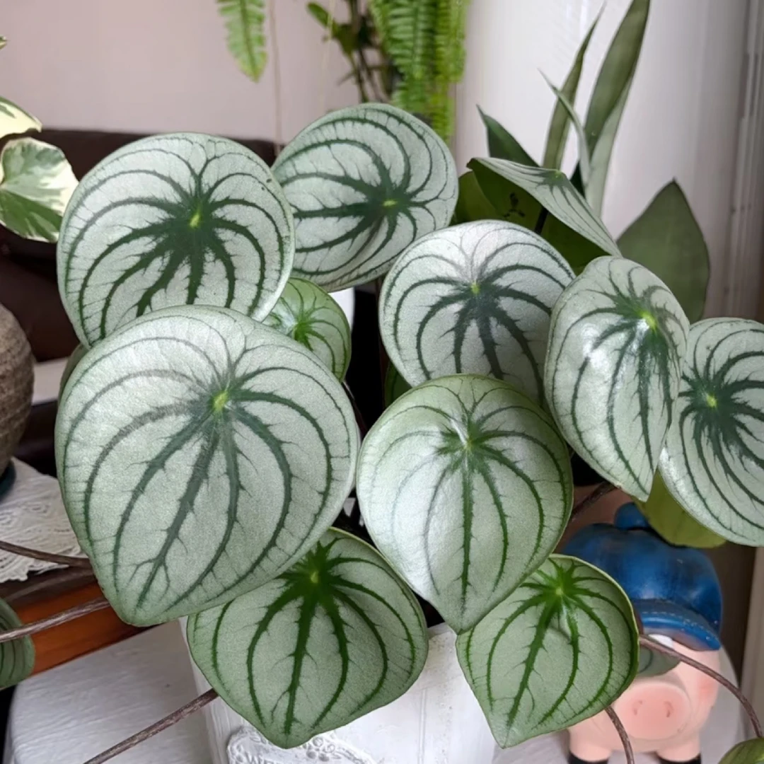 耐荫观叶植物Ins稀有麒麟瓜椒草西瓜皮椒草 · 高度25-30厘米