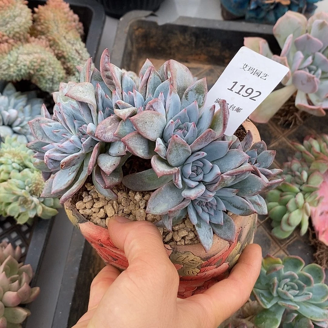 粉蓝鸟13头朵朵无砍多肉多肉1192