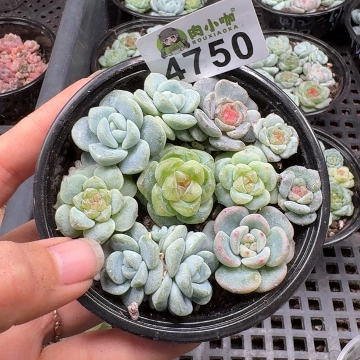 多肉植物多肉植物