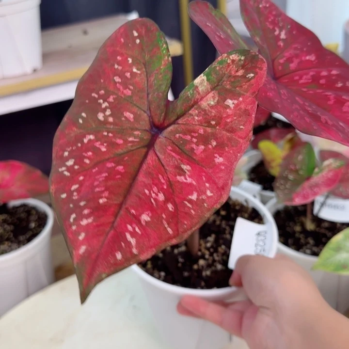 无花朵泰彩Q3250…