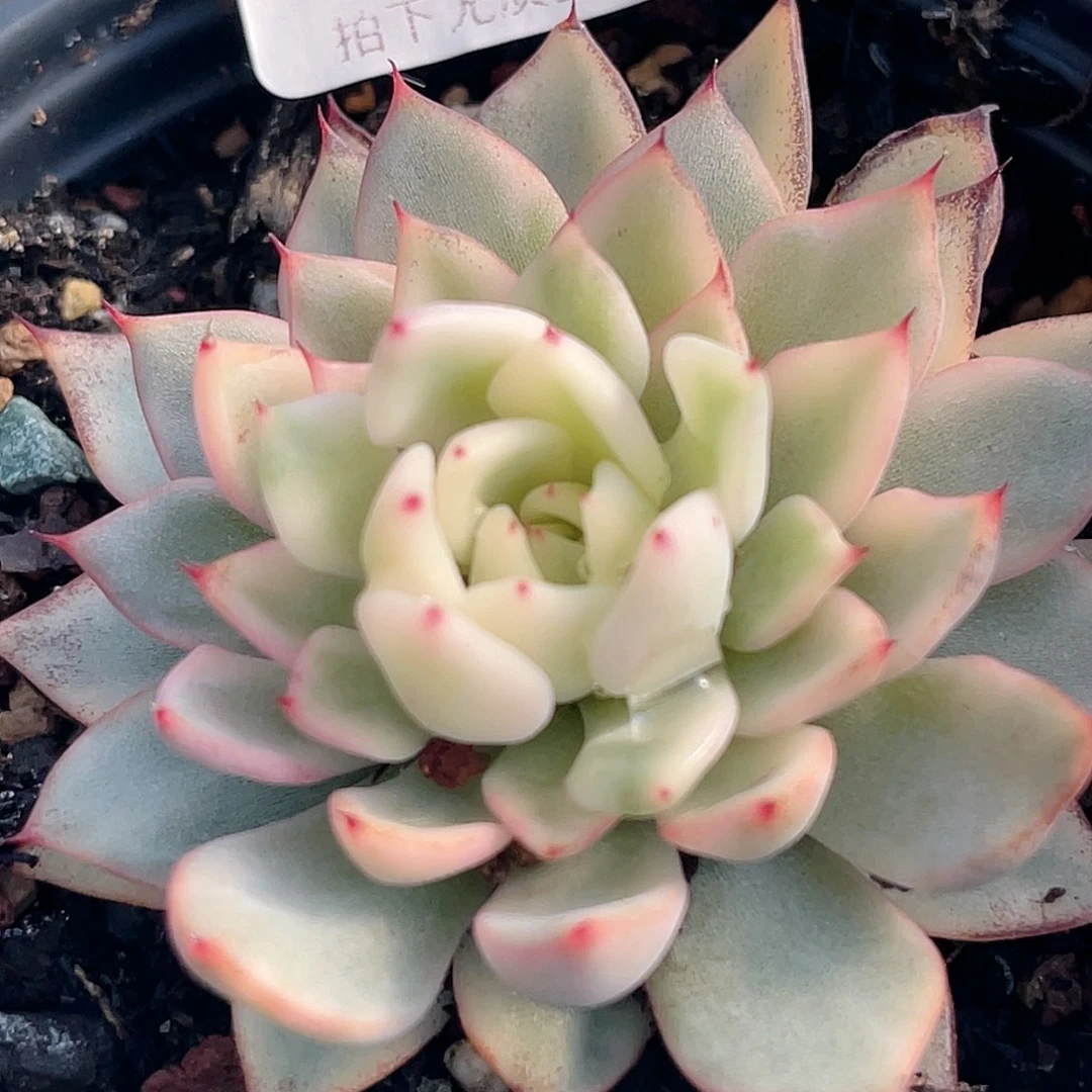 尚品园艺福利锦7891