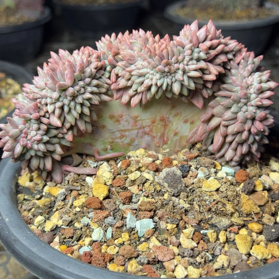 车厘子缀多肉植物58