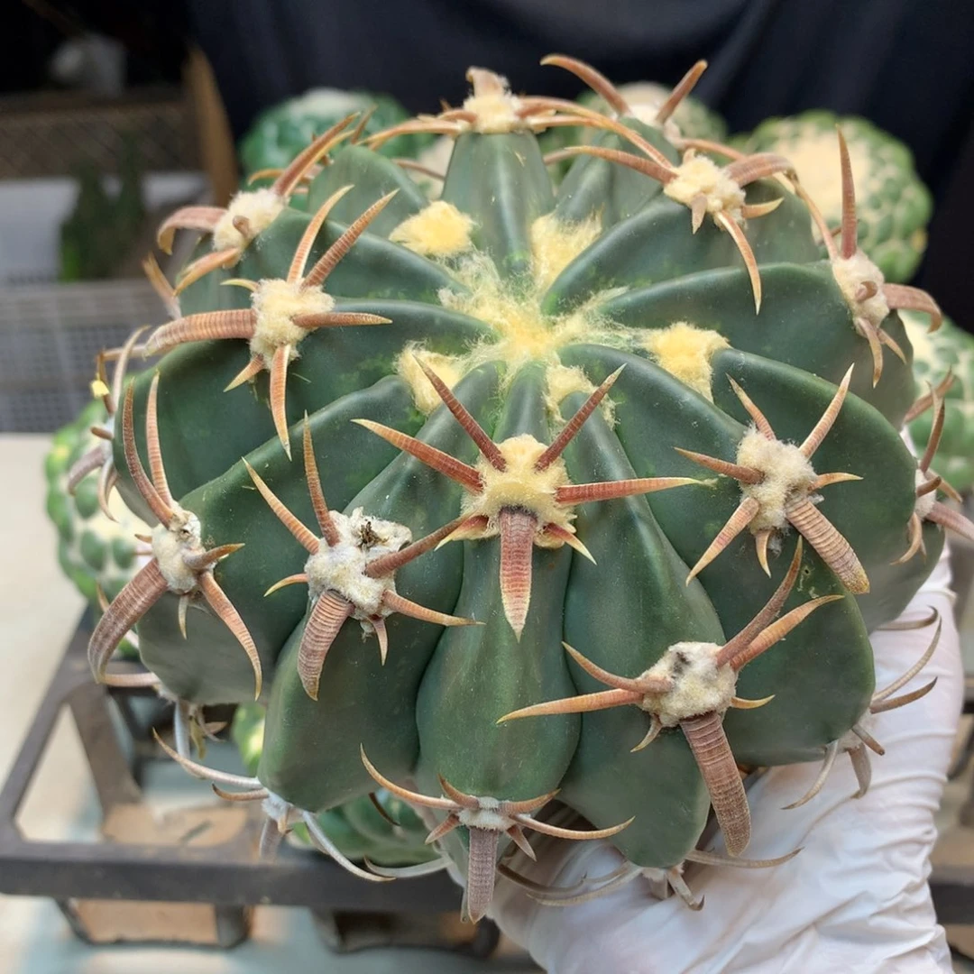 11号 苗接 王凌波整体14公分 无根