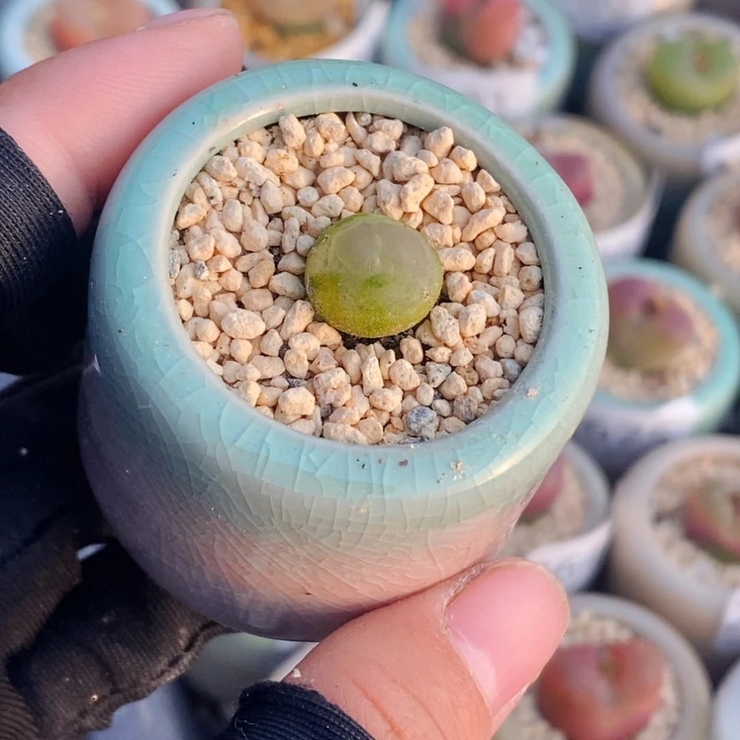 2705-一物一拍带盆