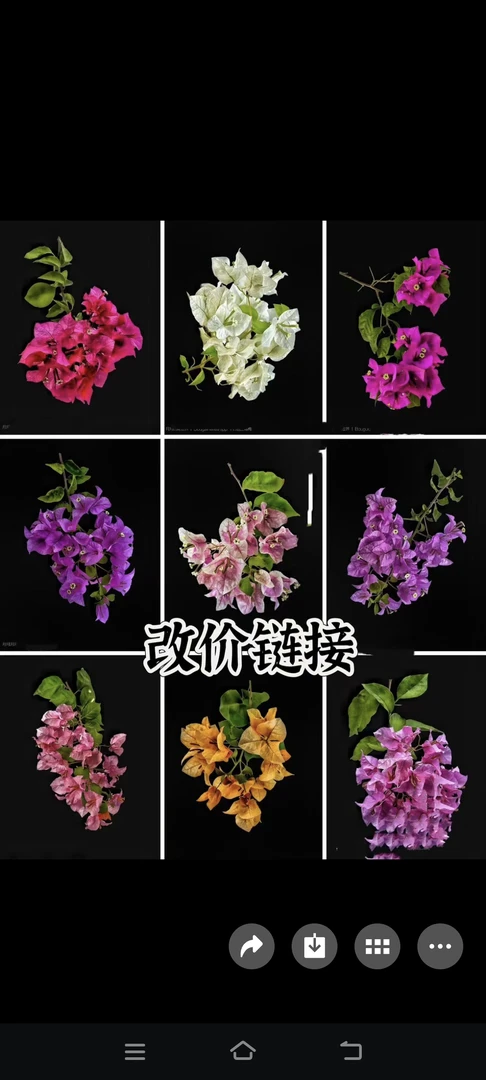 改价链接三角梅，一物一拍