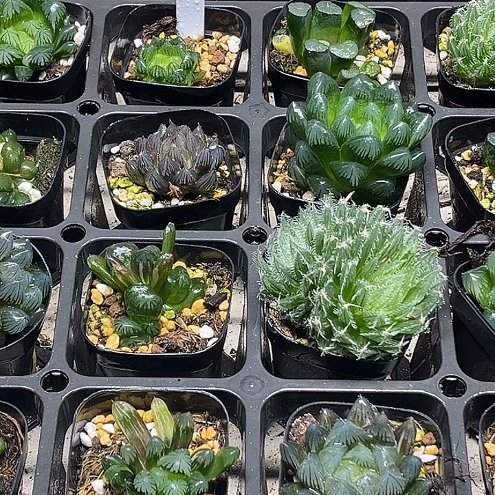 29 脱土发货8颗13.9包邮