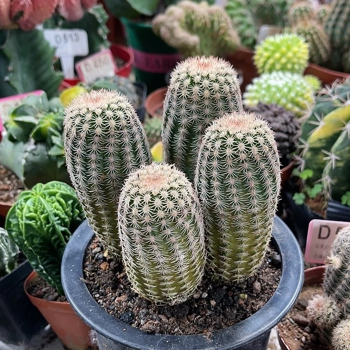 仙人球开花仙人球上仙人球