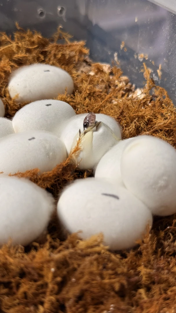 无毒温顺人工饲养专拍活体链接