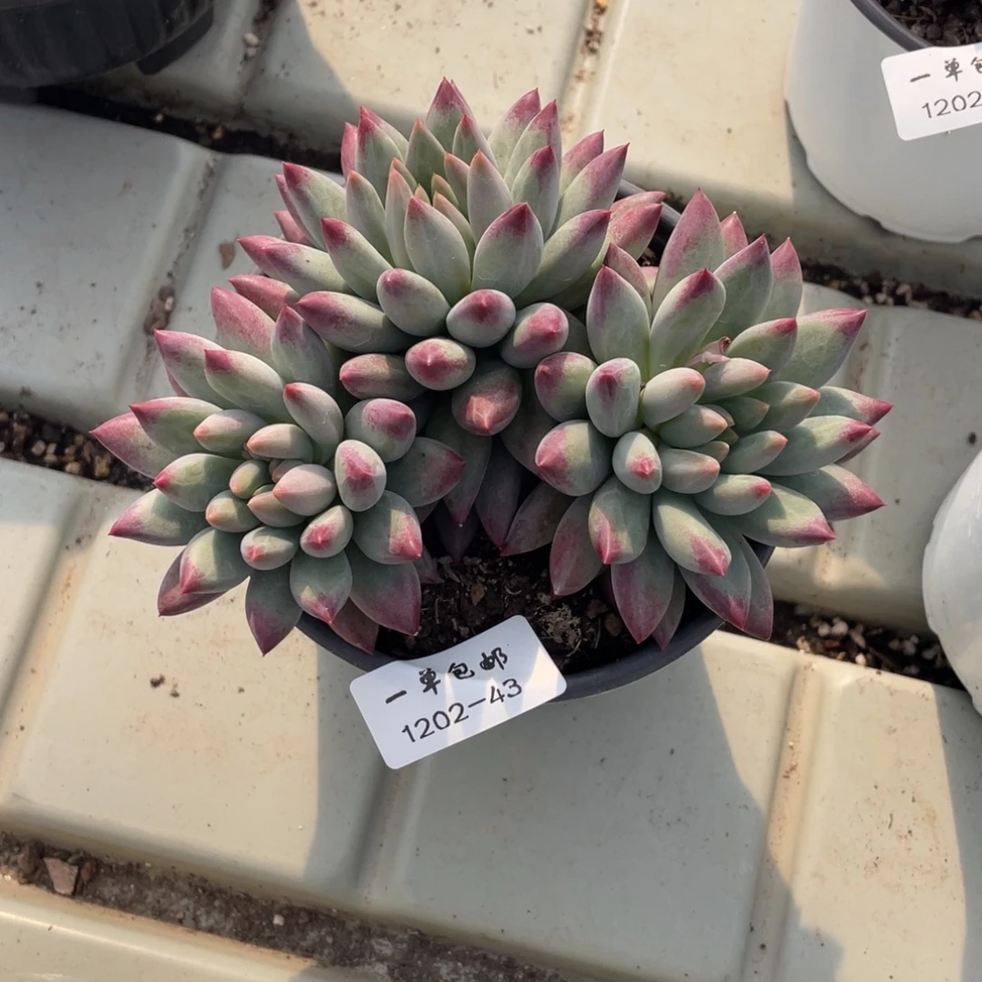 伊***姐1202-43-绿体虞美人。。。。。。