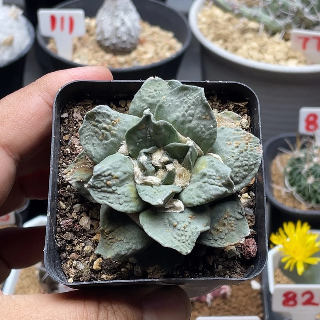 薄叶角尤牡丹 带盆土发货