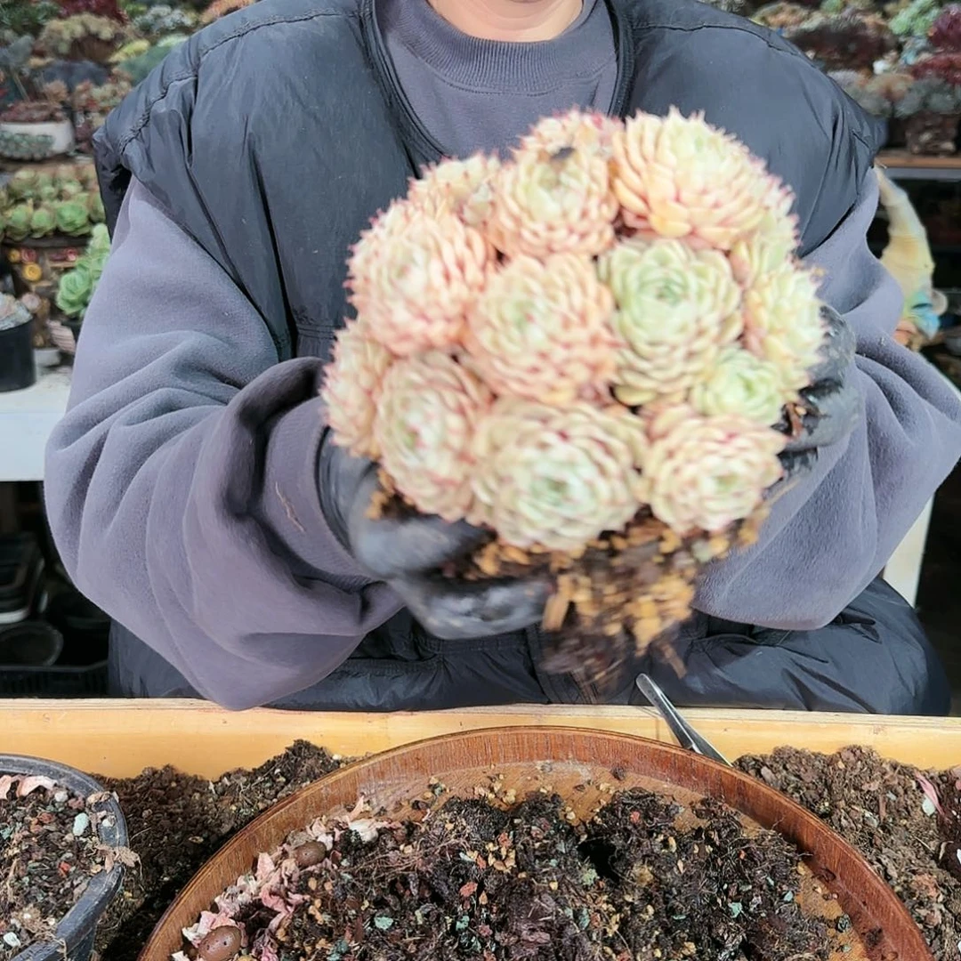 0310号笨吧58.8        肉