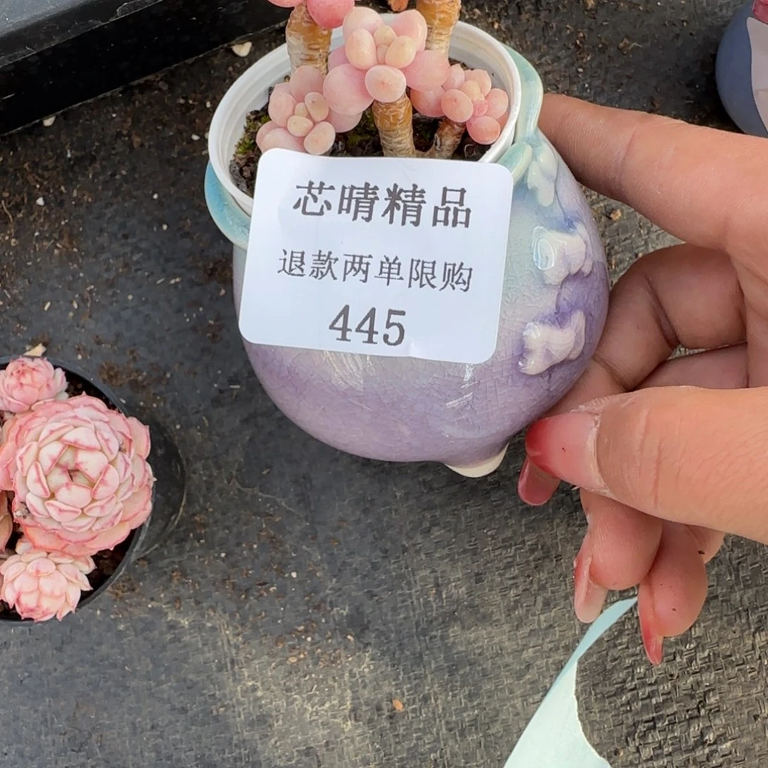 闪购精品多肉445号