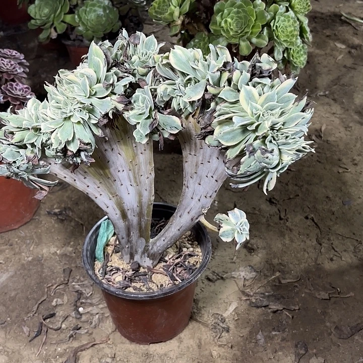 劉***》多肉植物法师灿烂缀30