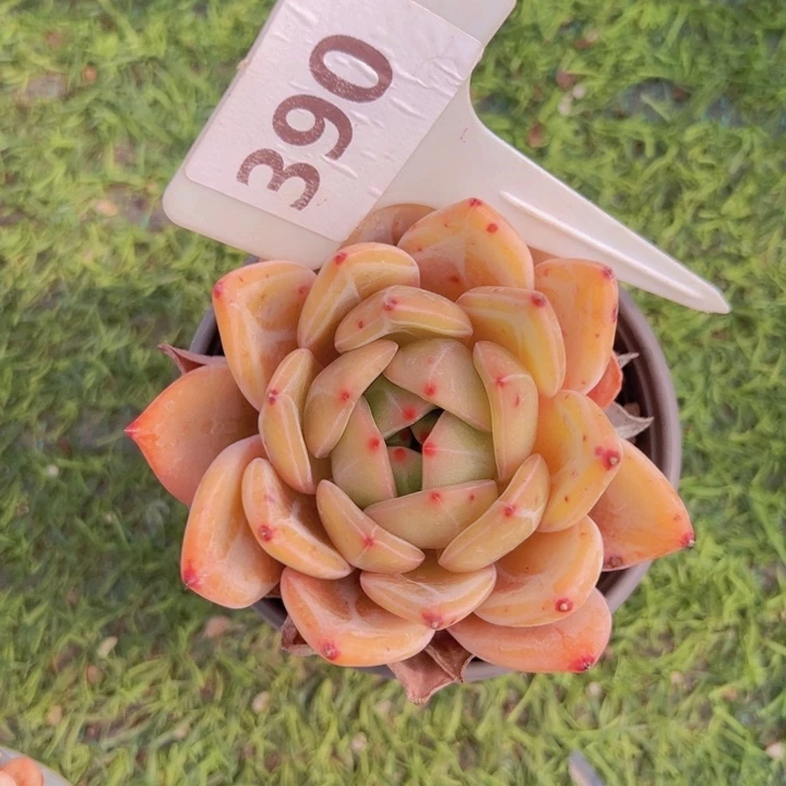 健健康康平平安安