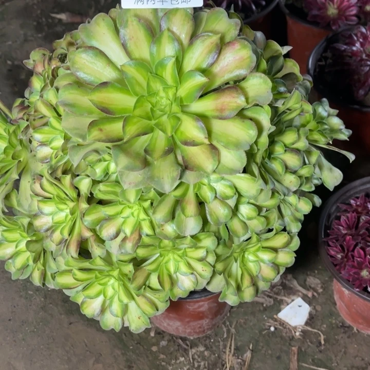 4299韶华的的的人多