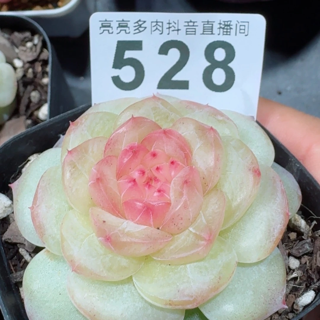 雪*清梦         精品多肉