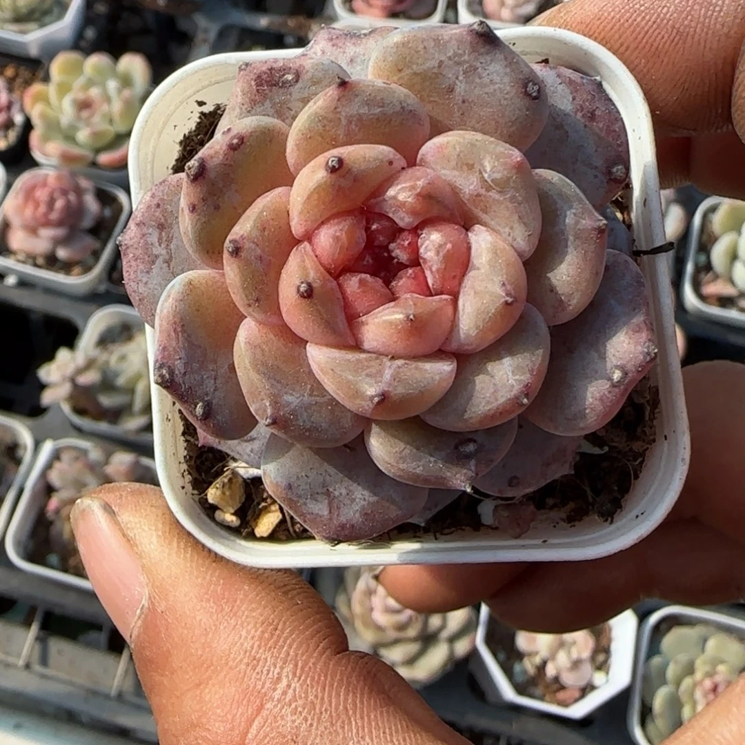 多肉小卡拉米糖心一物一拍