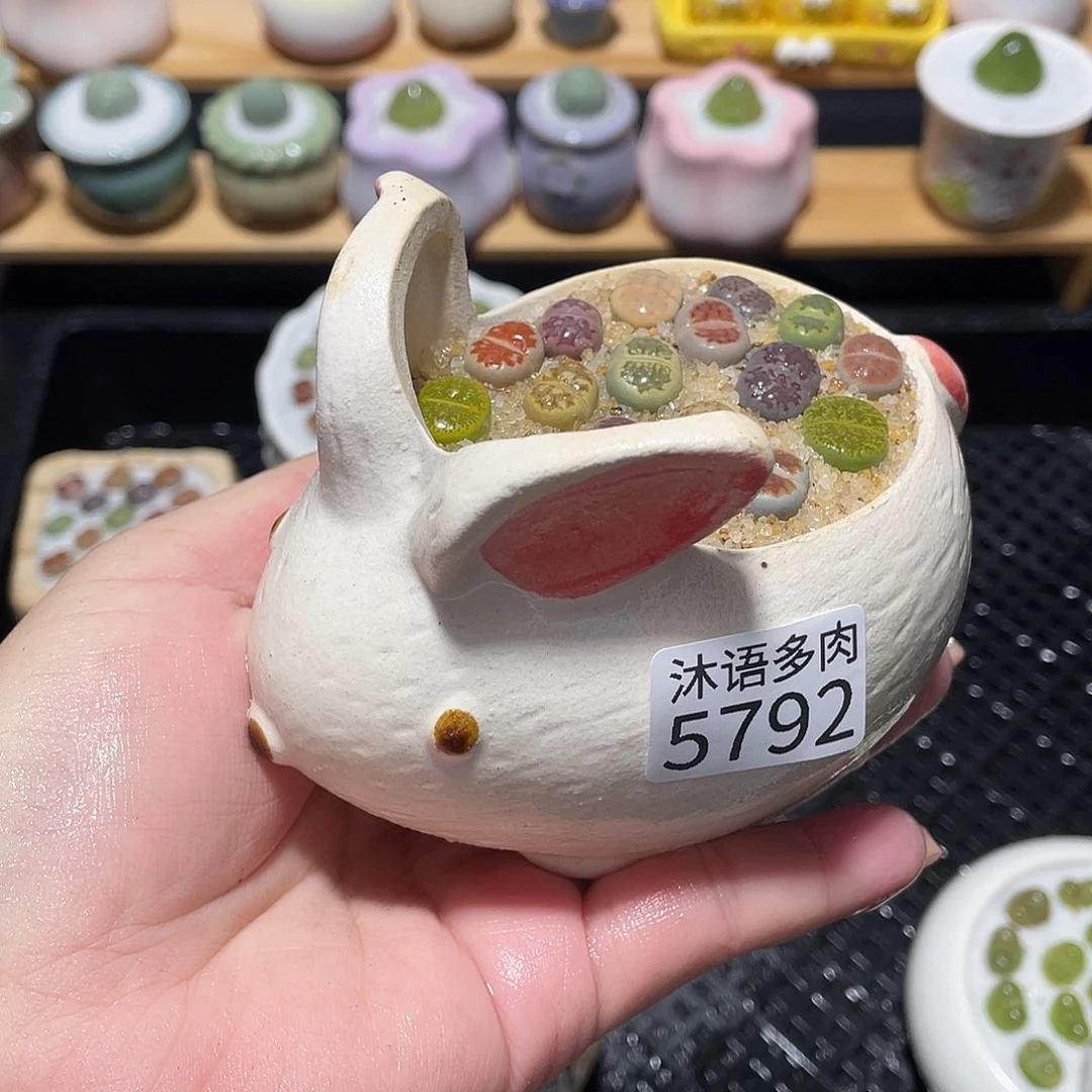 带盆土植物 一物一拍5792