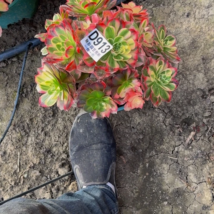 玉芙蓉花30-34包邮花花