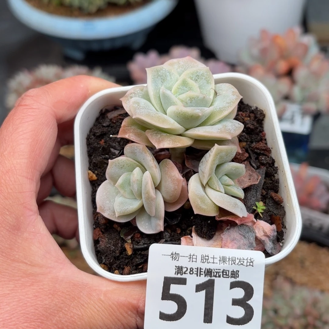 可爱玫瑰无盆土发货