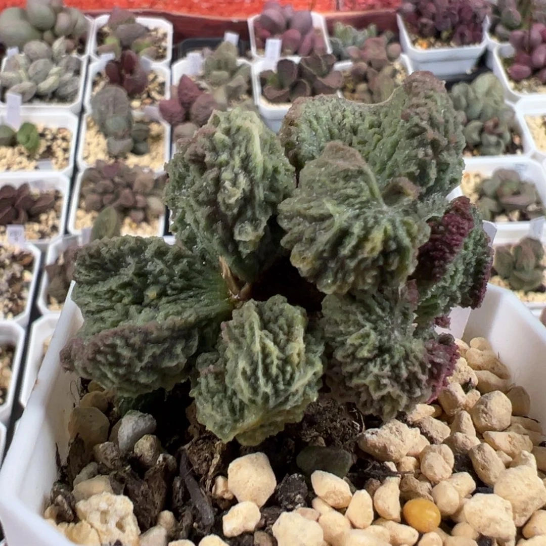 梵天实生新品多肉植物水泡（可出叶子）