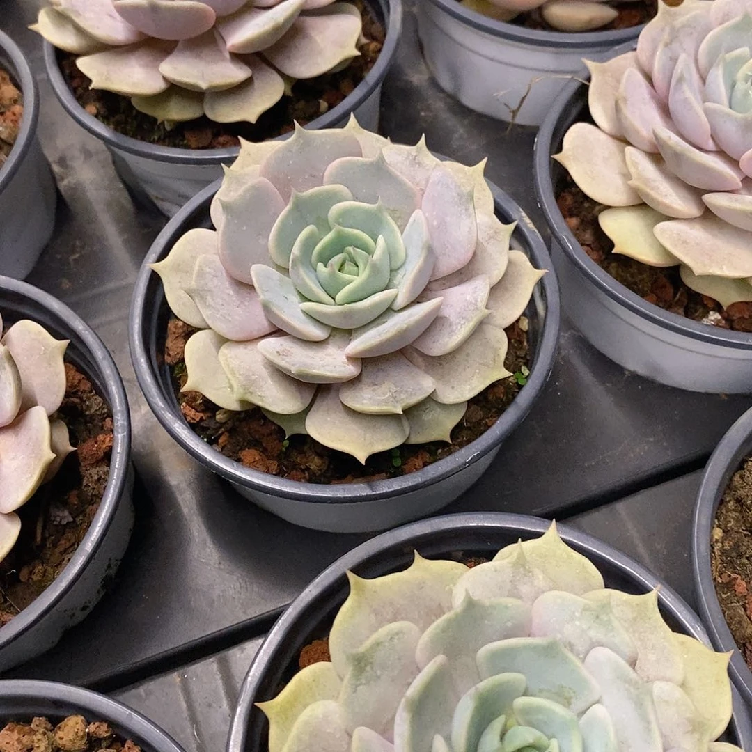 团。单头粉蝶。福利多多