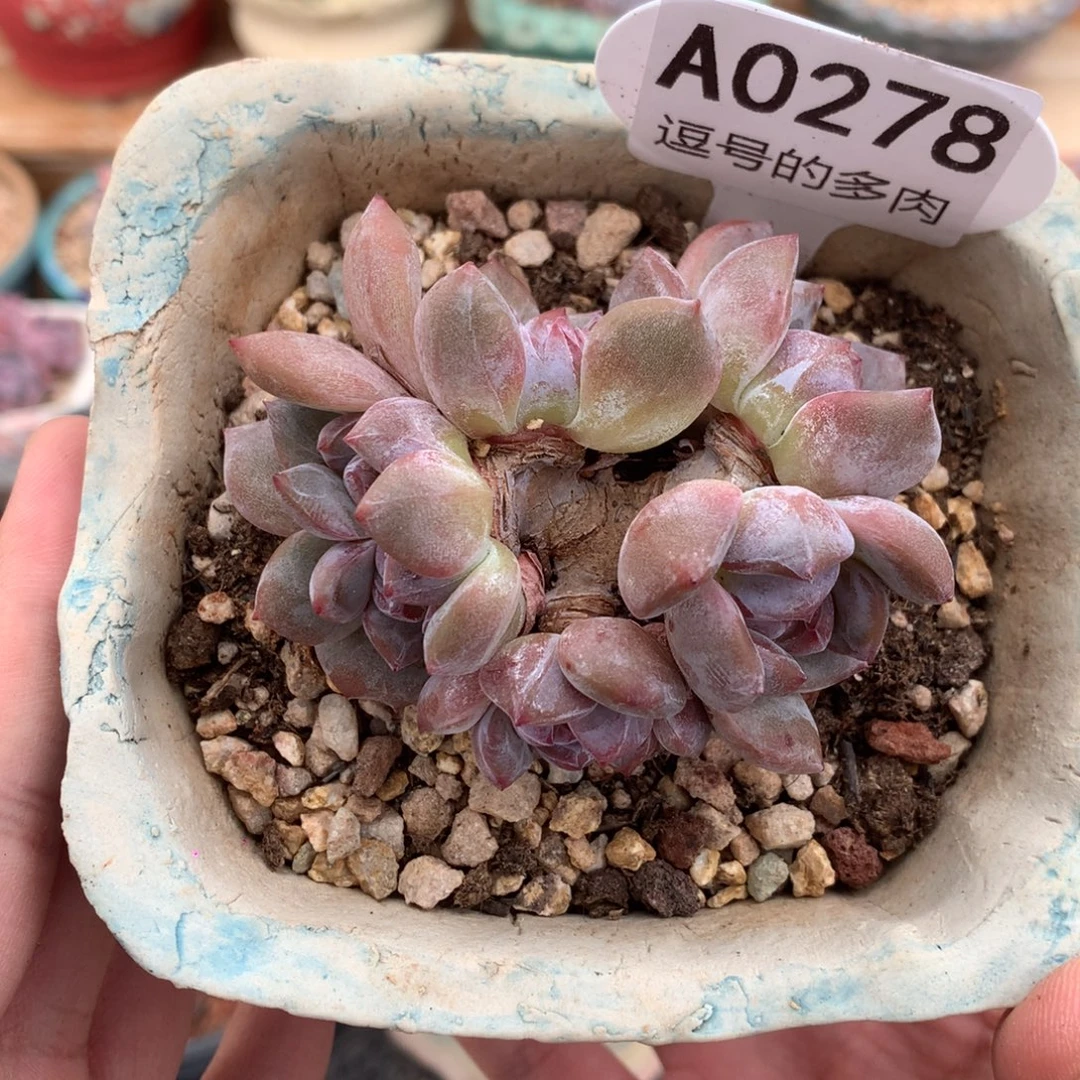 A0278 石榴籽群缀 老桩 有砍 7.5cm
