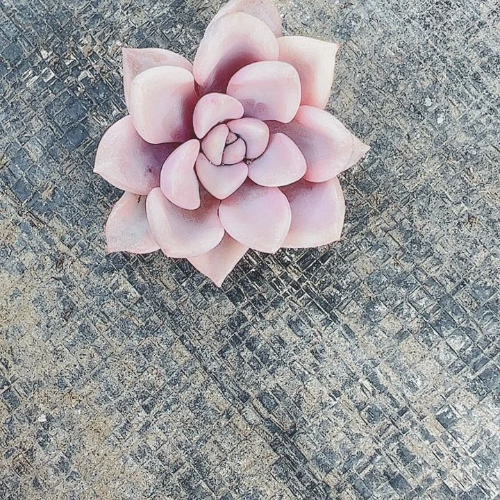 锦**s多肉植物多肉植物