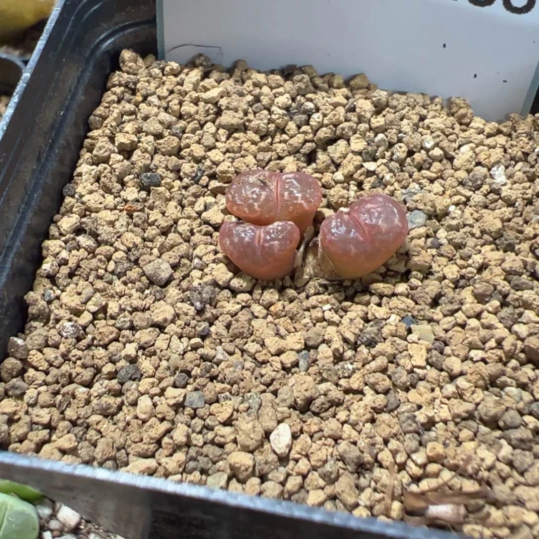 11-133肉锥多肉植物