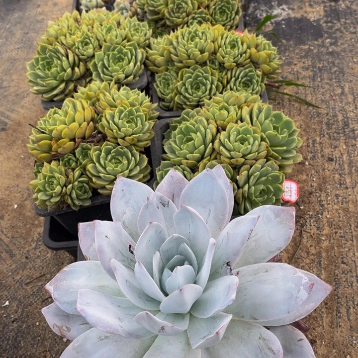 小***号星影4颗容晶两颗笨巴5颗白莲一颗