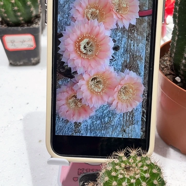 彩草甜心带根三公分左右