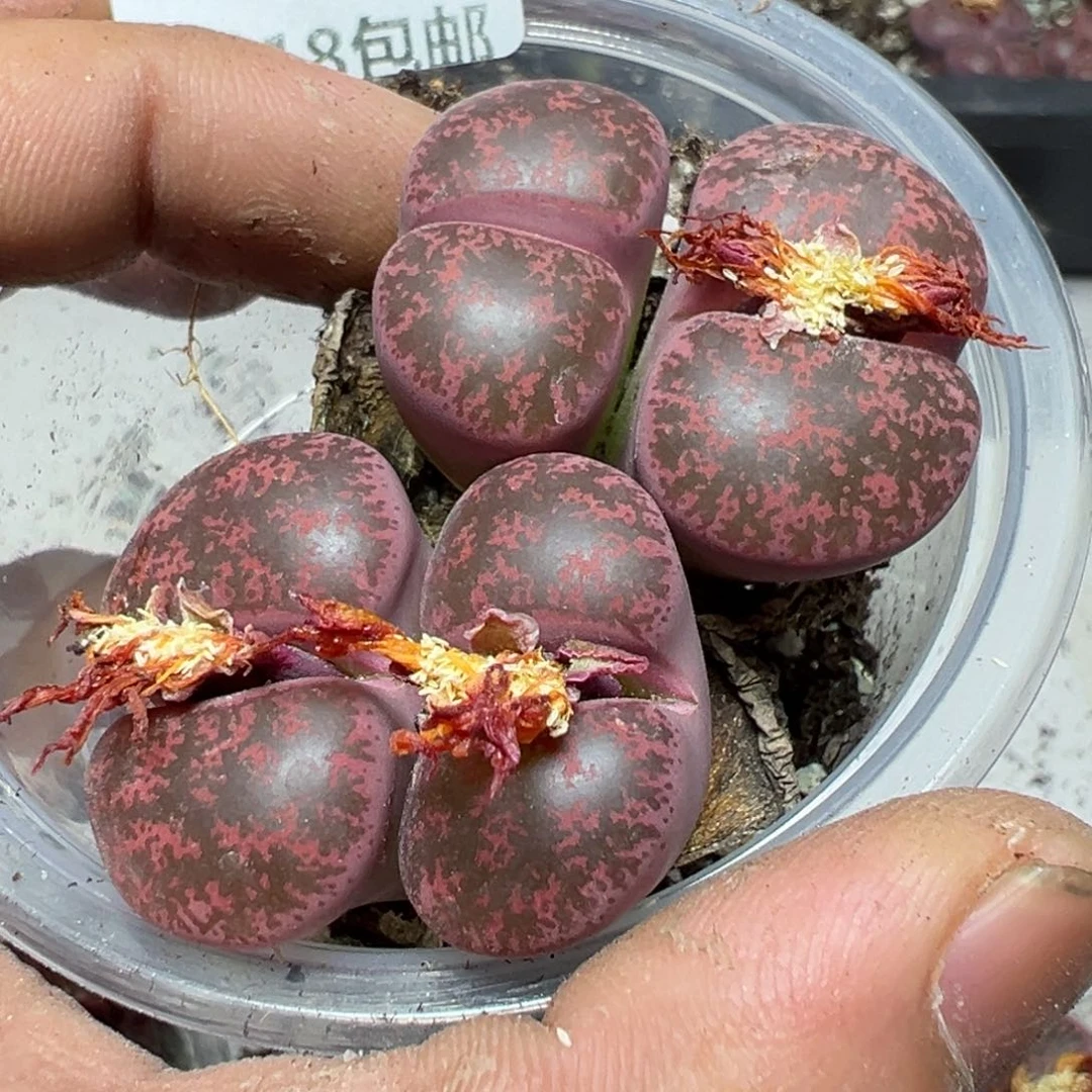 【闪购商品】 171。