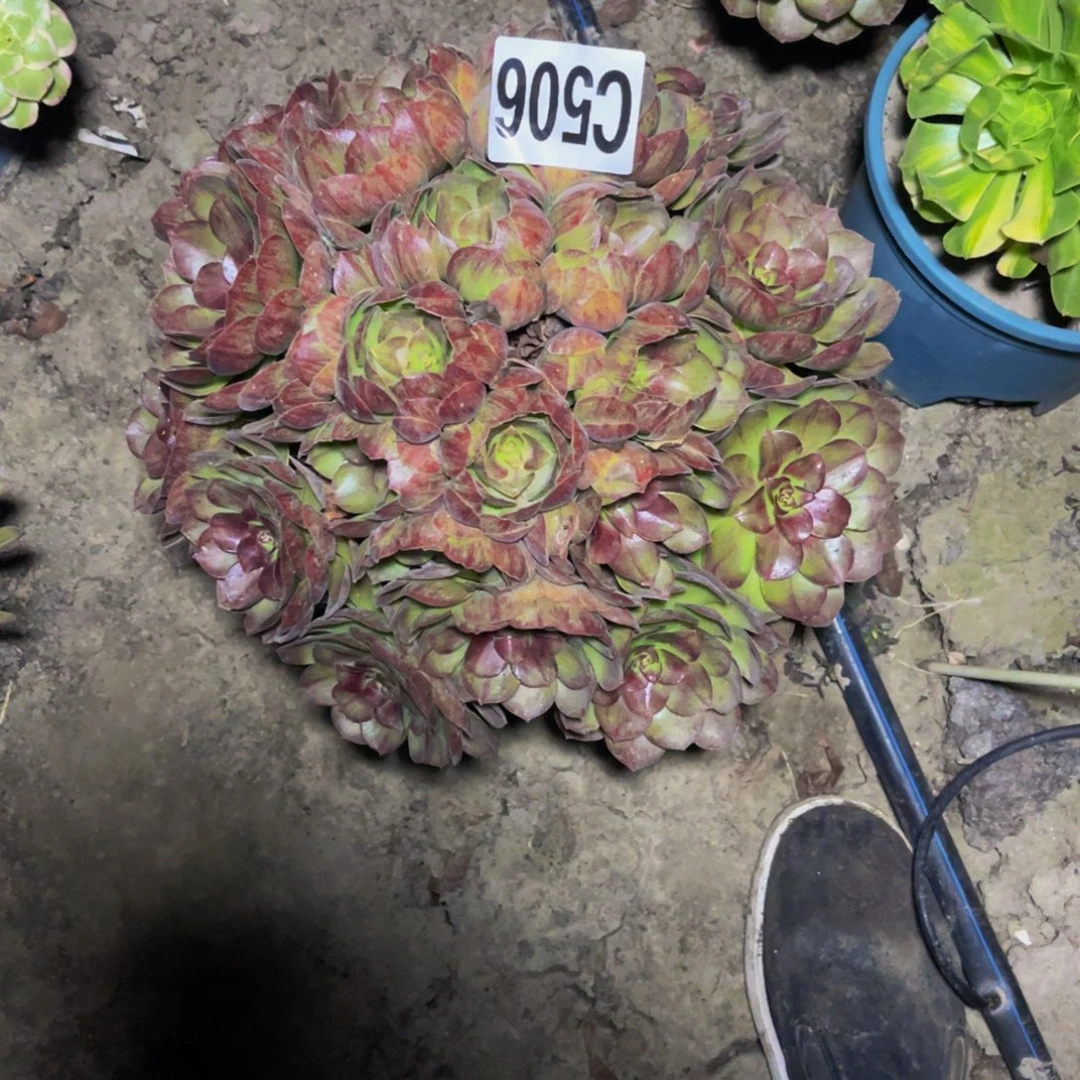 黑魔法师26/////40包邮