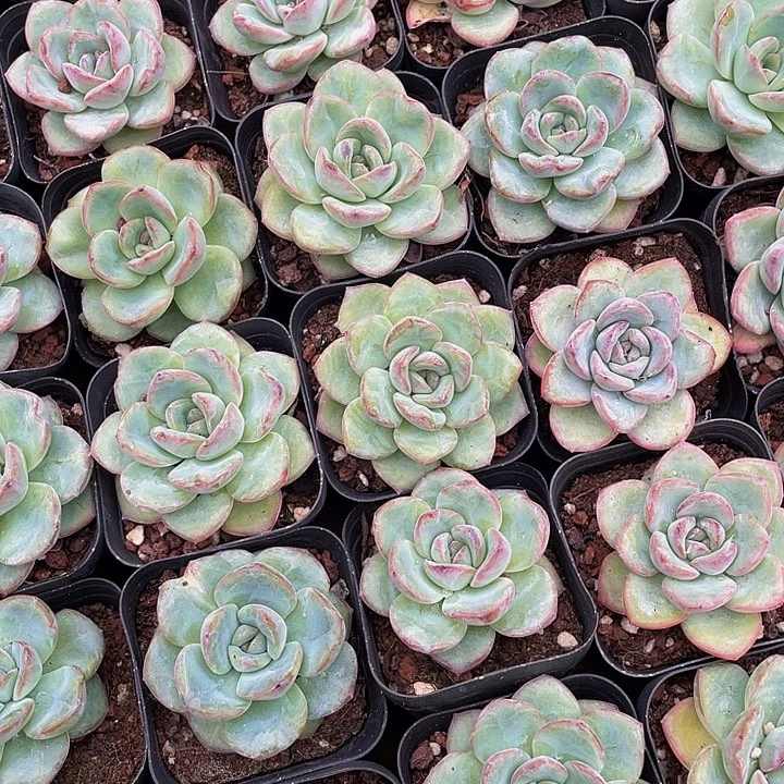 大泡芙带盆土发货