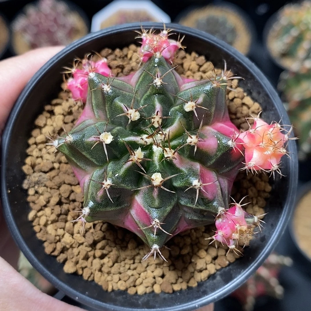 冬***末米哈仙人球泡泡糖侧芽专拍