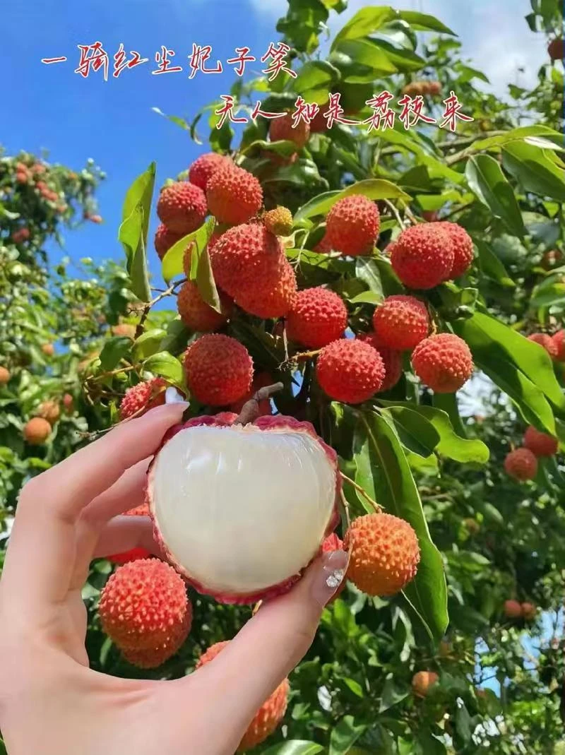 广西灵山正宗妃子笑荔枝核小肉多汁多香甜可口