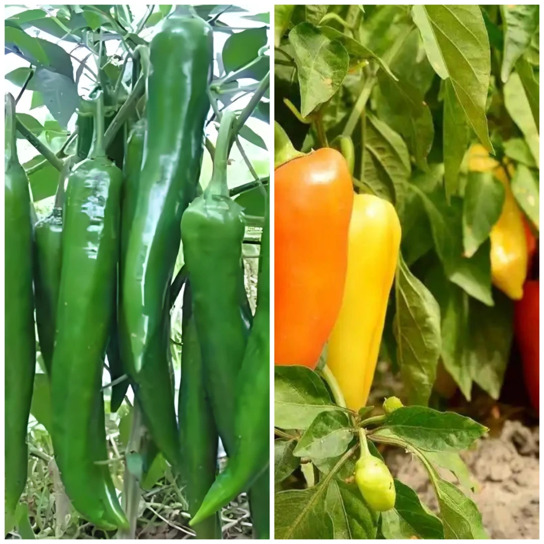 新鲜现摘多种品种辣椒产地直发当季农家种植