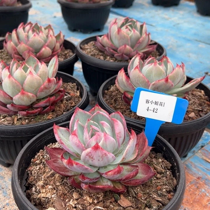 4.42一筐多肉植物