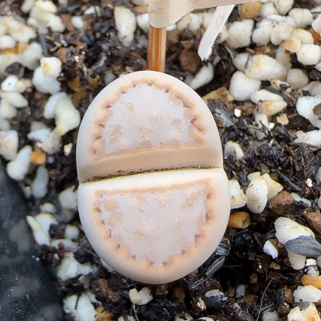 11.20. 216饼干.9085