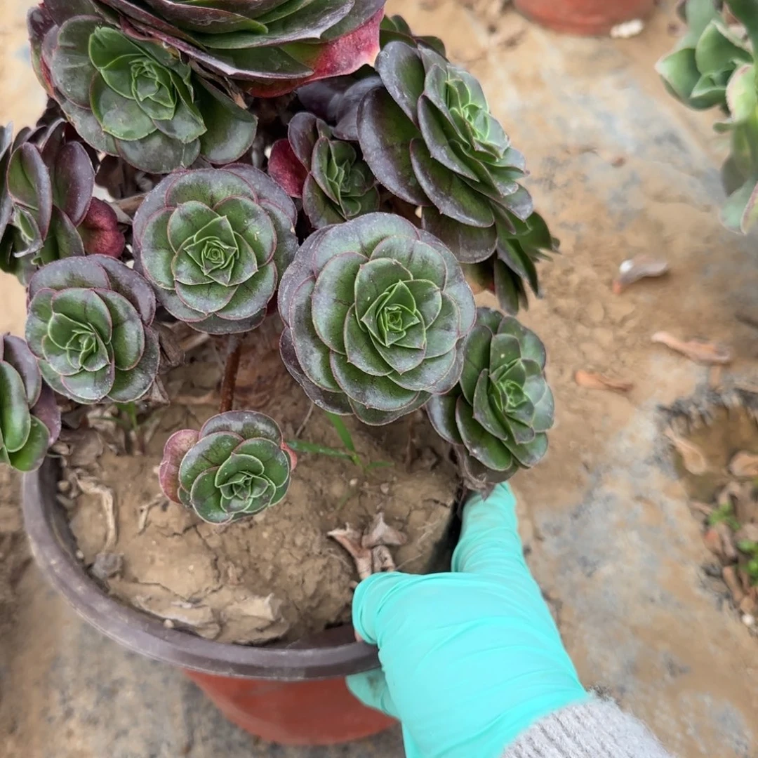 魅金玫瑰370满20包邮断枝不包