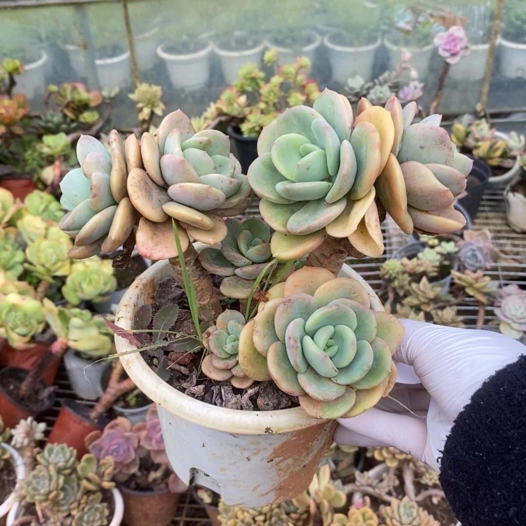 姜***️3552貂蝉老桩一物一拍