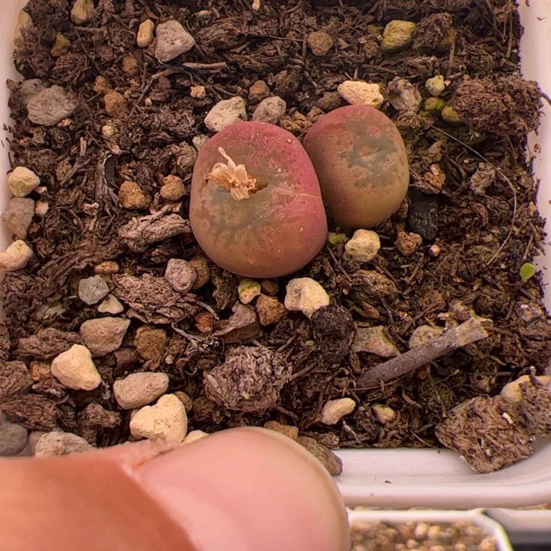 118号杂交12,28多肉