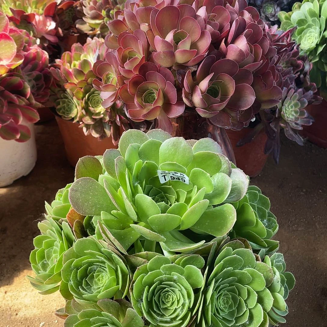 圣罗兰多肉法师断枝不包