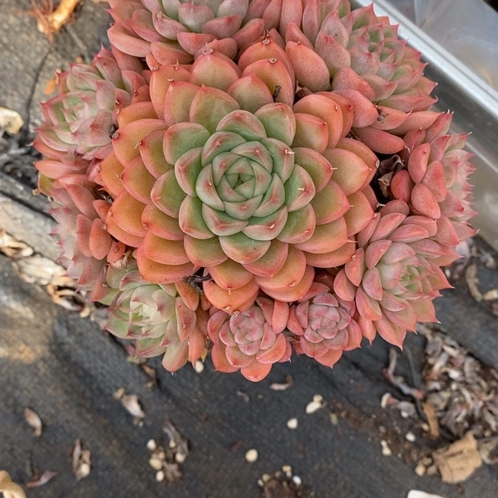 一***了1016杂交老桩基地～12厘米