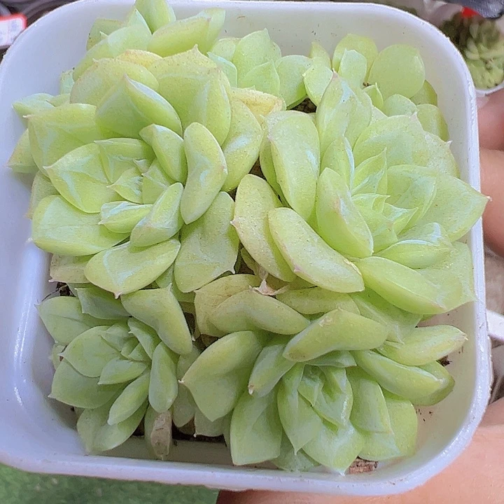 白天鹅群19包邮多肉植物