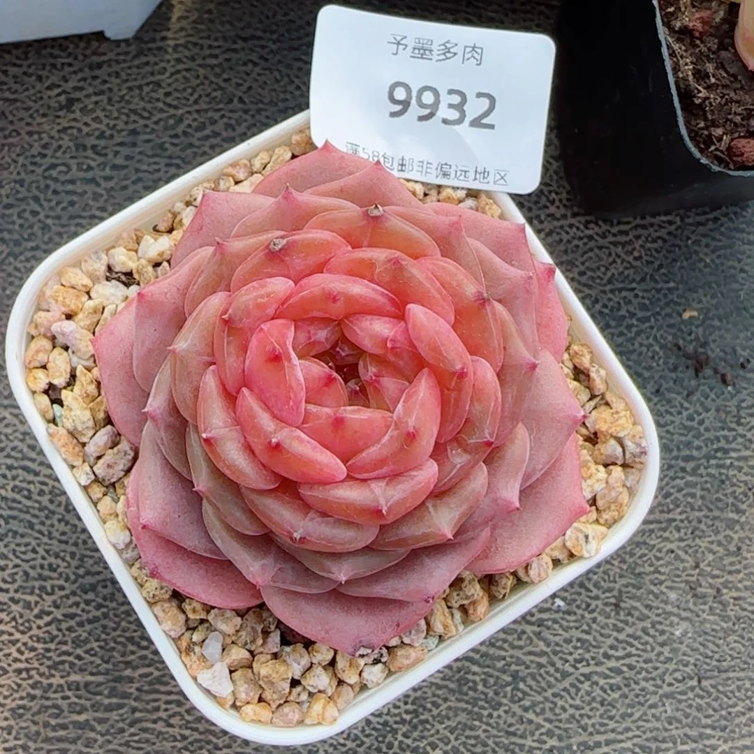 鬼****骜烈焰珍妮，9932多肉植物