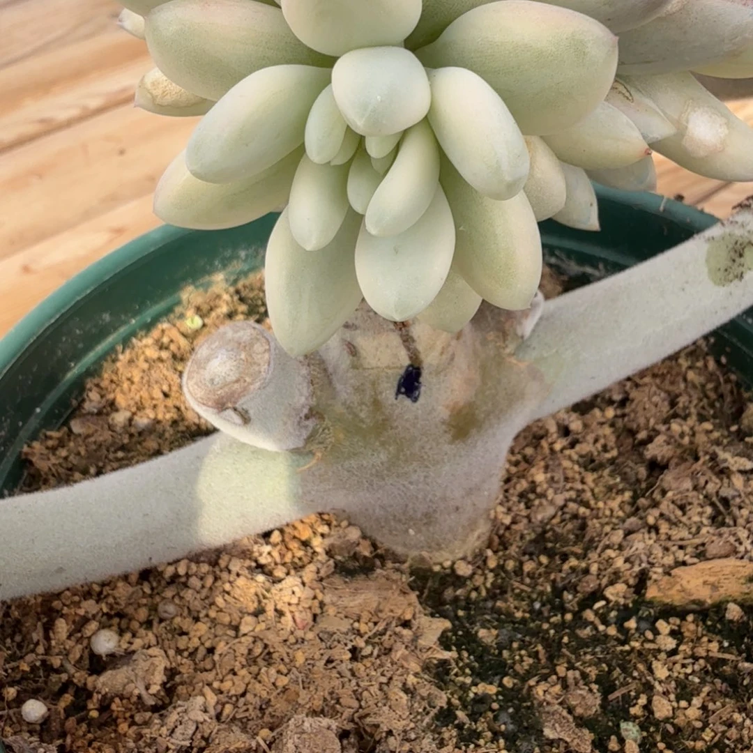 一***^天使美人 安吉园艺锦