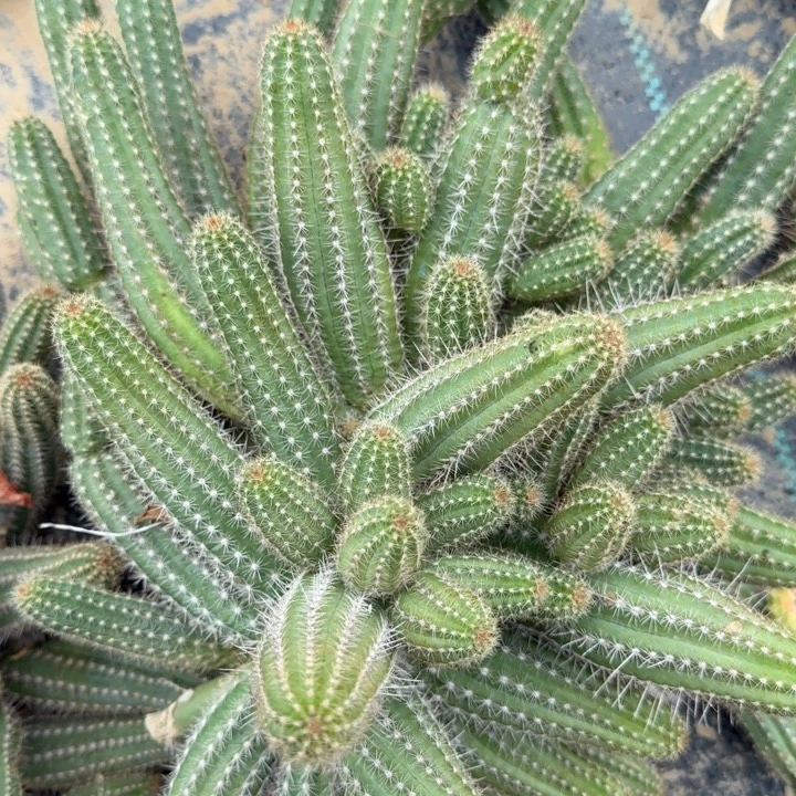 白檀仙人掌群生一群438
